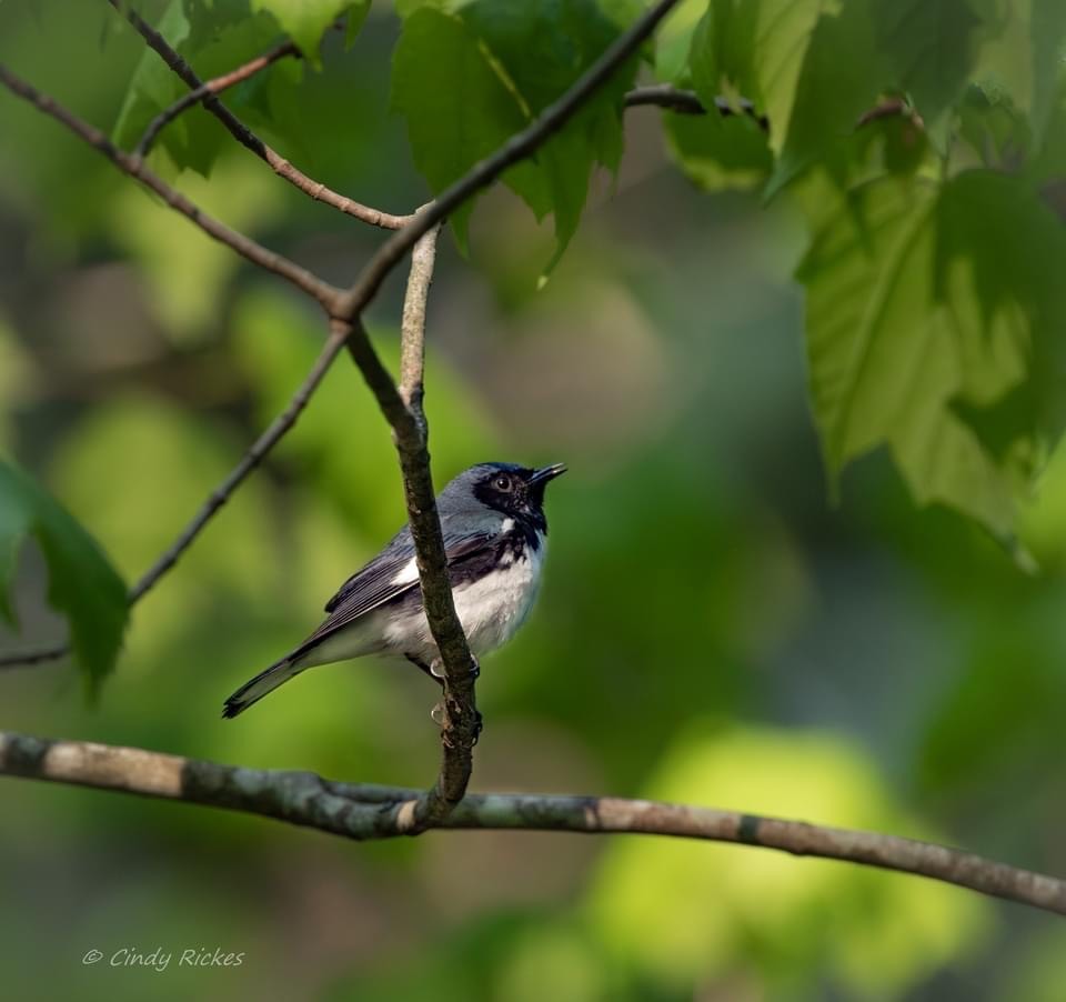 Black-throated Blue Warbler - Cindy Rickes