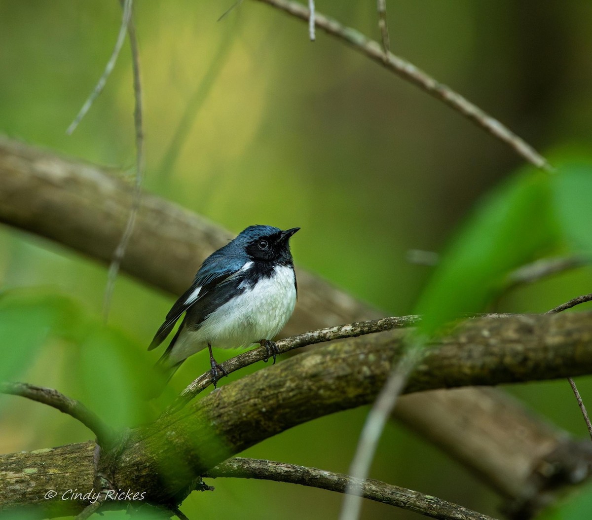 Black-throated Blue Warbler - Cindy Rickes