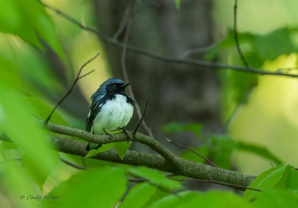 Black-throated Blue Warbler - ML574394741