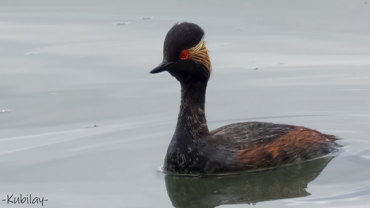 Eared Grebe - Kubilay Kaplan