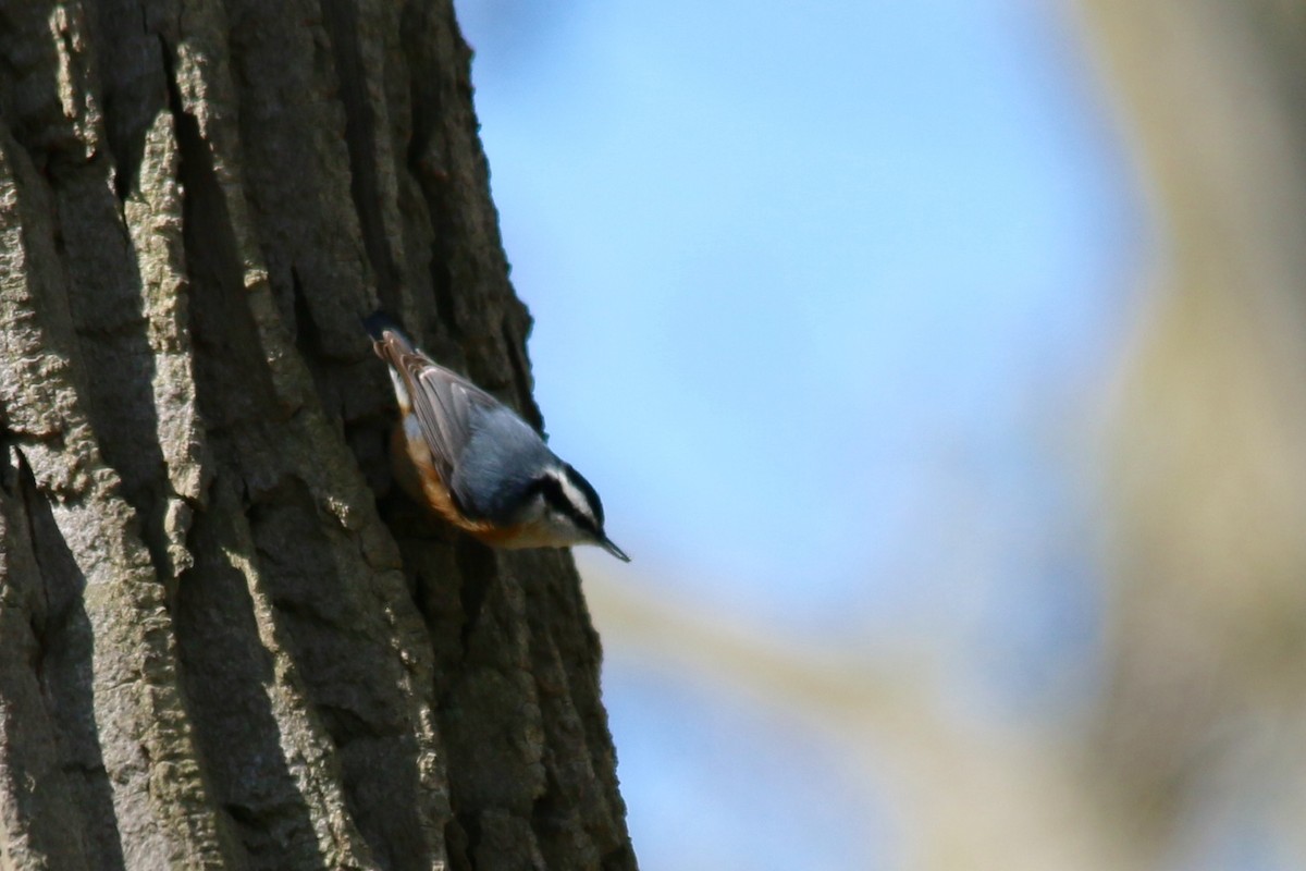 Red-breasted Nuthatch - ML57439491