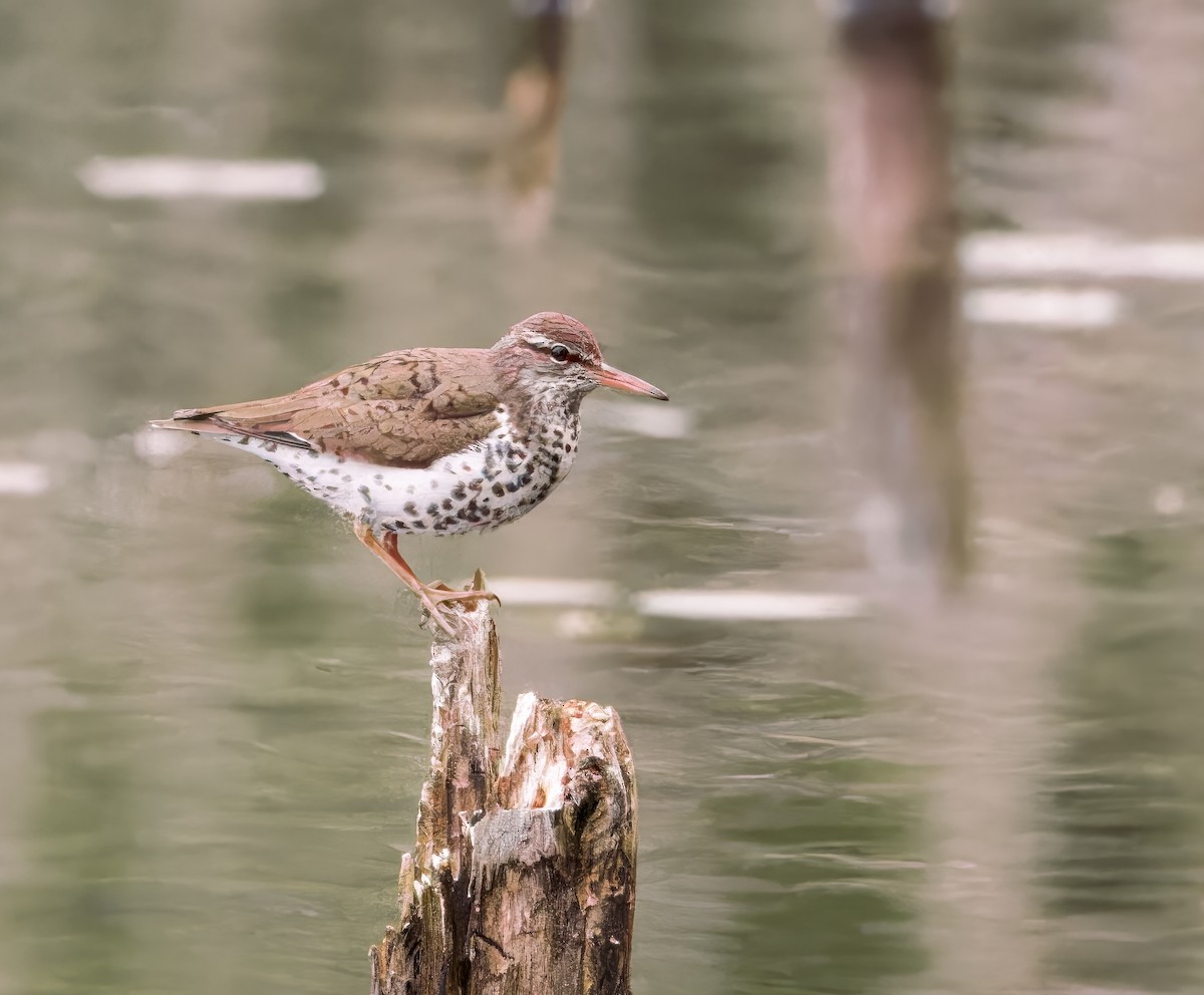 Spotted Sandpiper - John Good