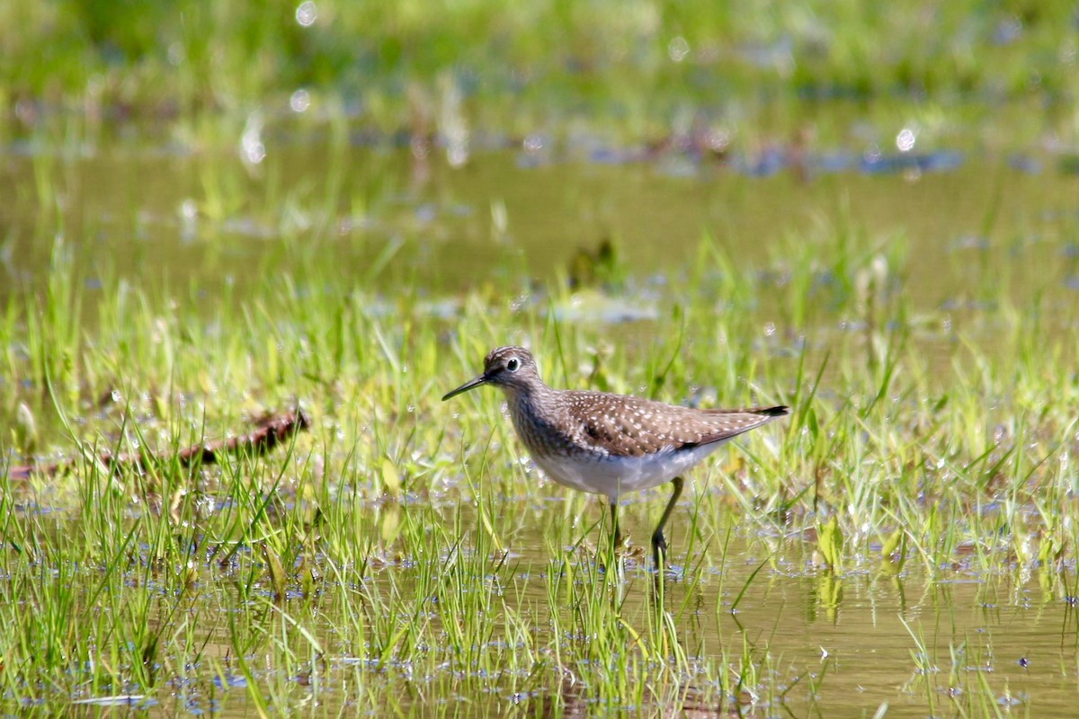 Solitary Sandpiper - ML57439581