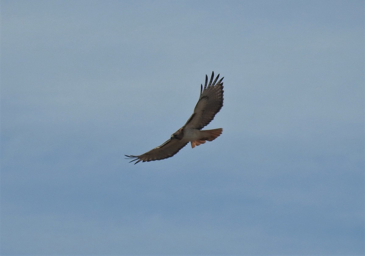 Red-tailed Hawk - Daniel Horton