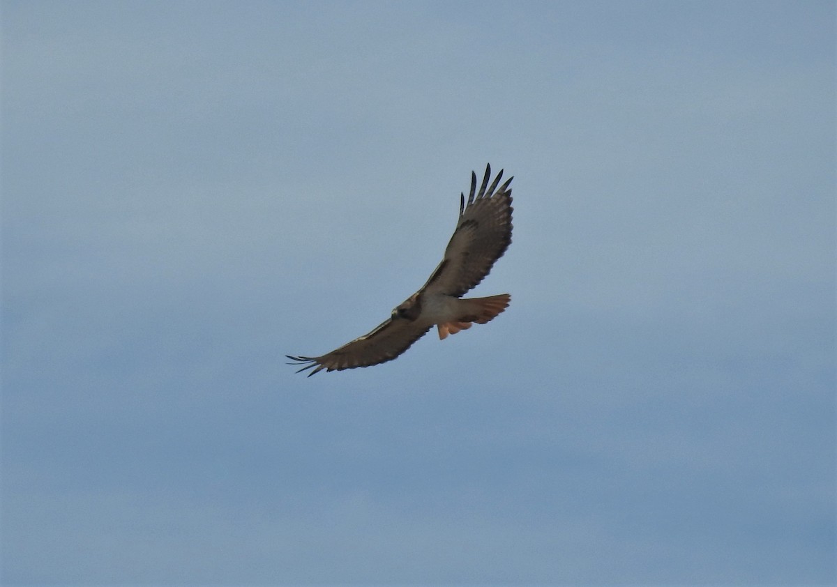 Red-tailed Hawk - ML574396181