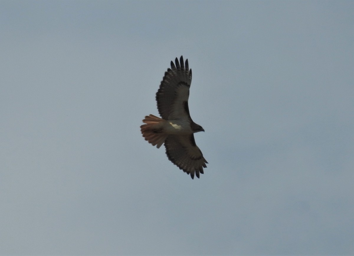 Red-tailed Hawk - ML574396191