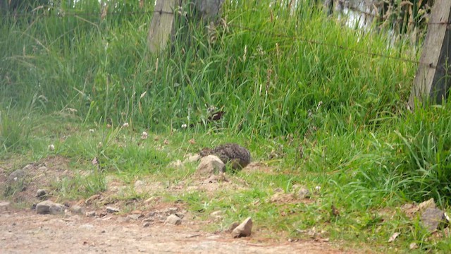 Tinamou curvirostre - ML574396661