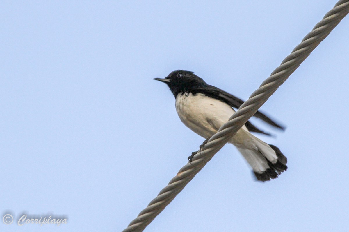 Hume's Wheatear - ML574396851