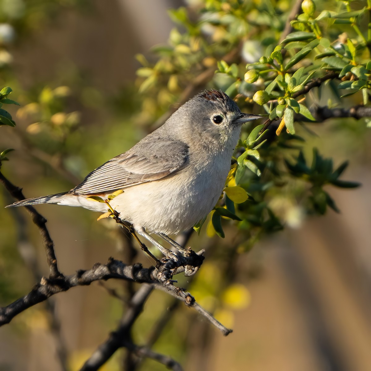 Lucy's Warbler - ML574397381