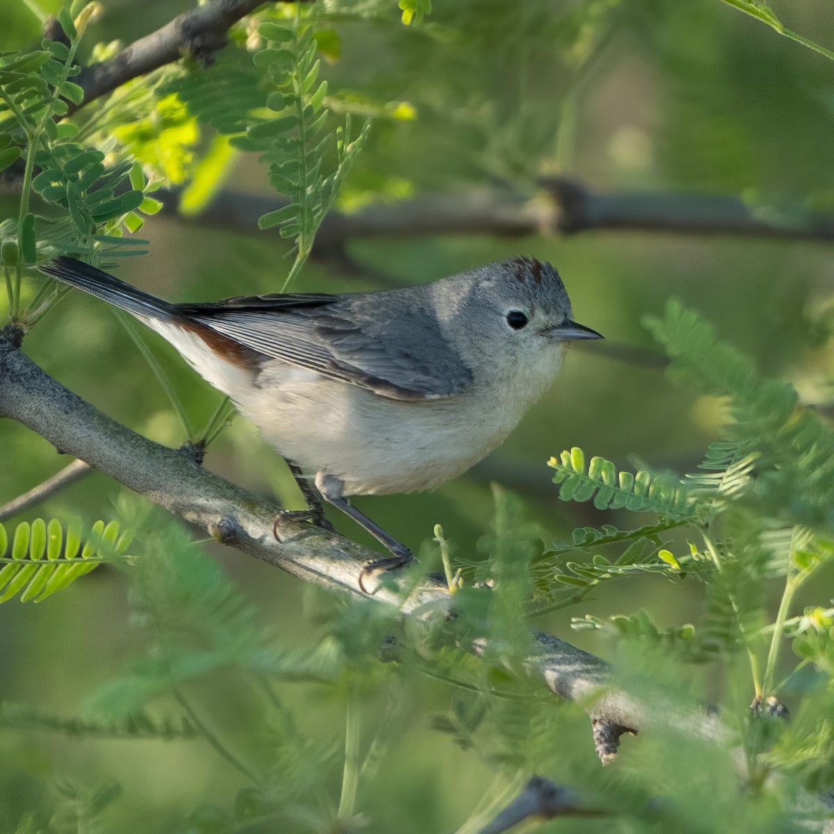 Lucy's Warbler - ML574397401