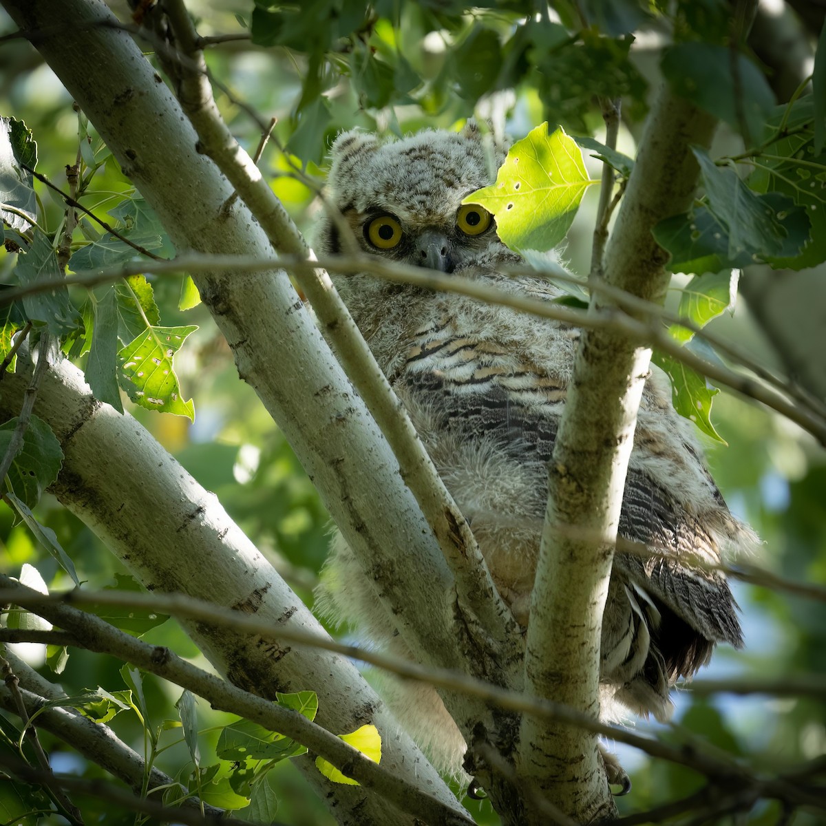 Great Horned Owl - ML574397461