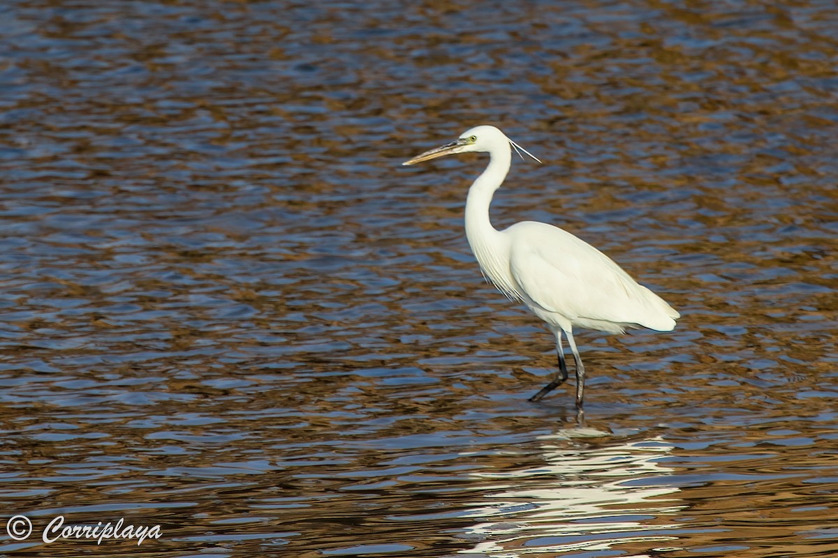 Aigrette à gorge blanche - ML574398191