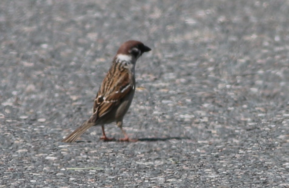 Eurasian Tree Sparrow - ML574399711