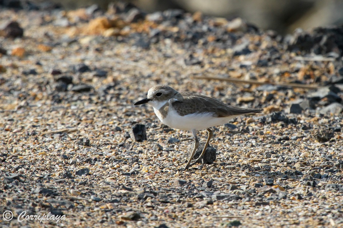 Greater Sand-Plover - Fernando del Valle