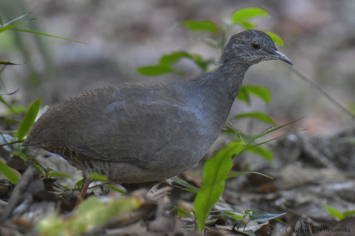 Slaty-breasted Tinamou - ML574400041