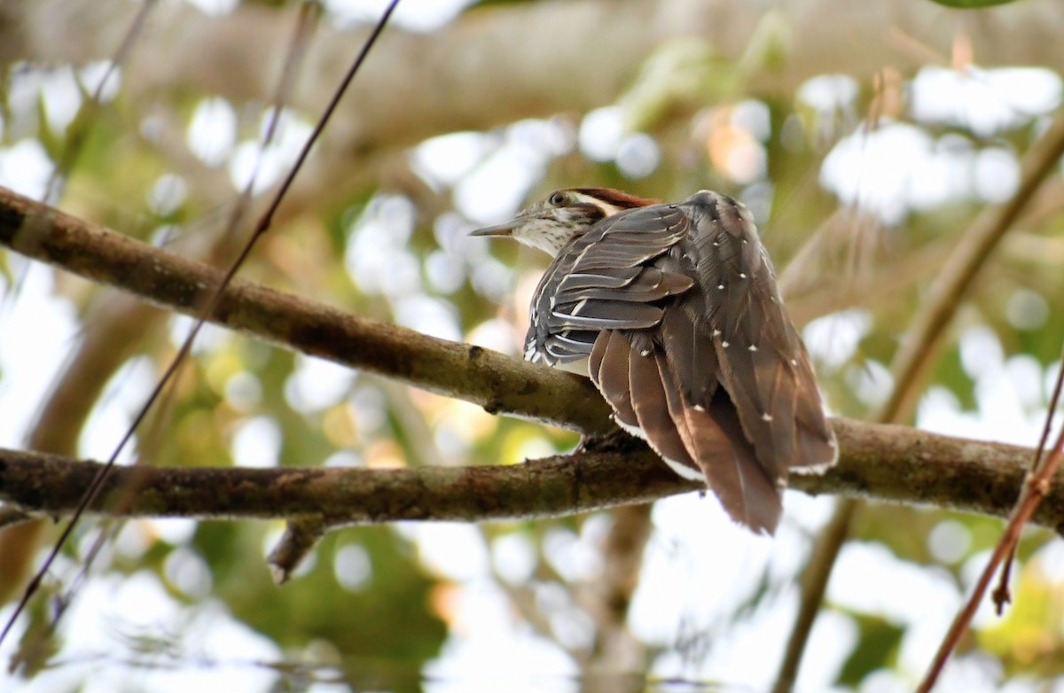 Pheasant Cuckoo - ML574400131