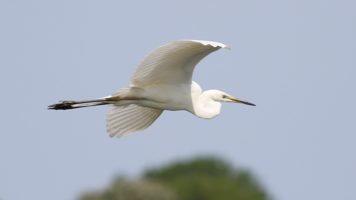 Great Egret - ML574400371