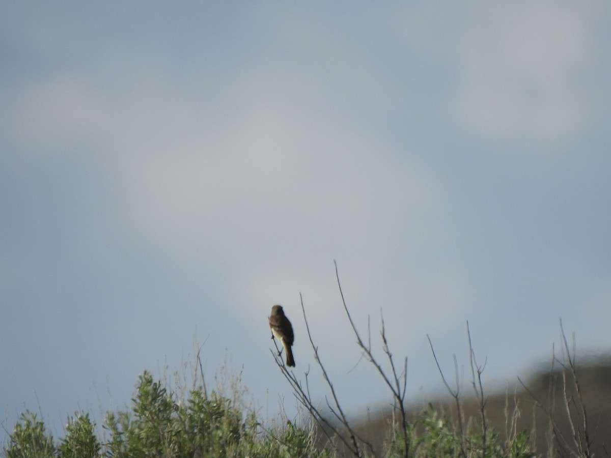 Gray Flycatcher - ML574400751