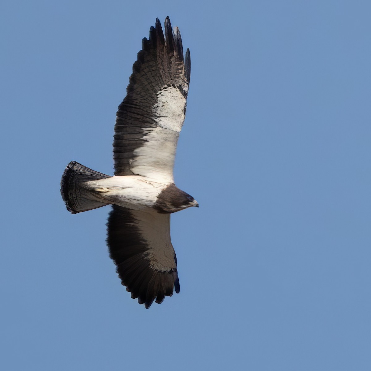 Swainson's Hawk - ML574401281