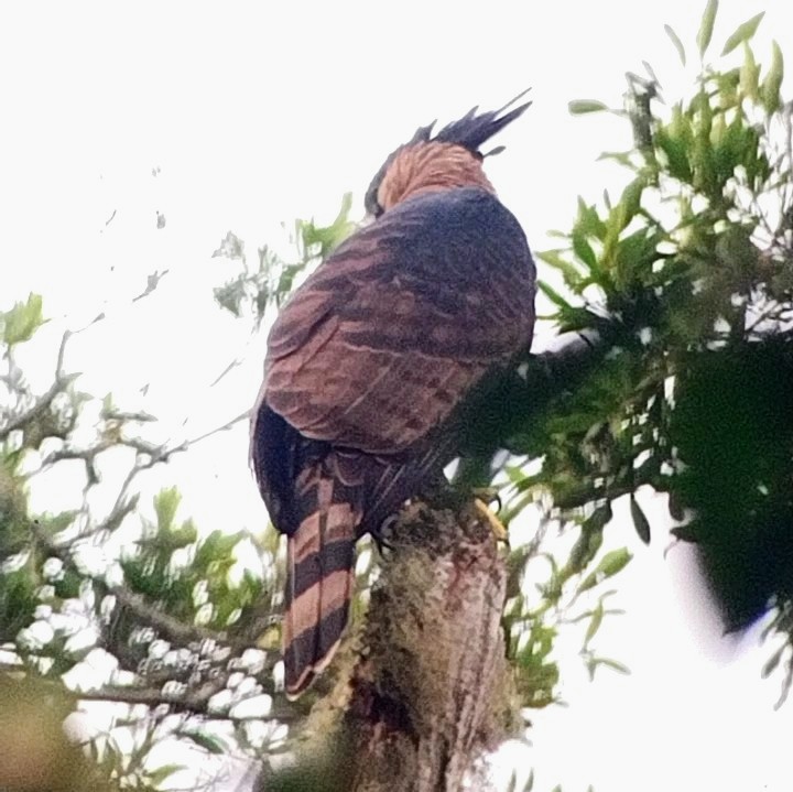 Ornate Hawk-Eagle - Liliana Matute Mandujano