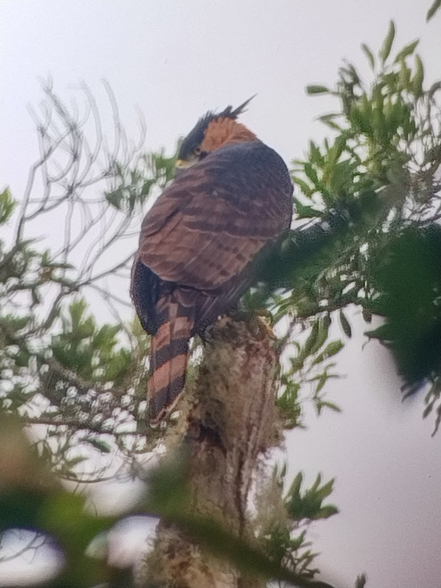 Ornate Hawk-Eagle - ML574401751