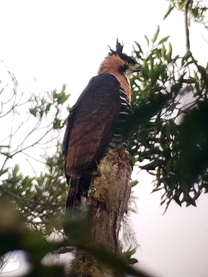 Ornate Hawk-Eagle - ML574401771