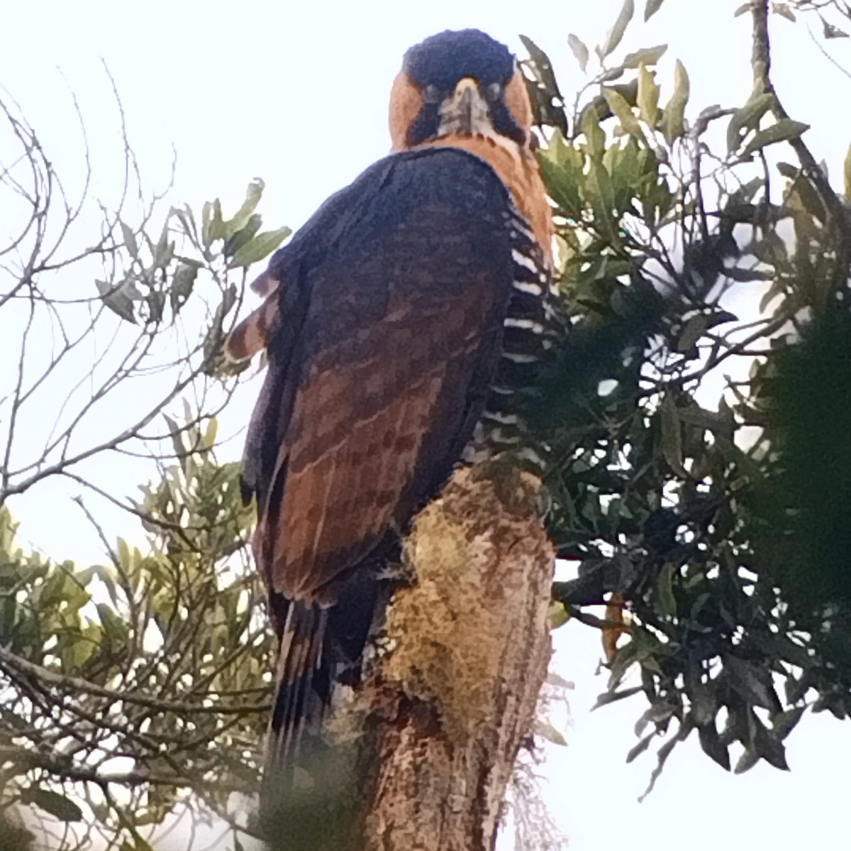 Ornate Hawk-Eagle - ML574401781