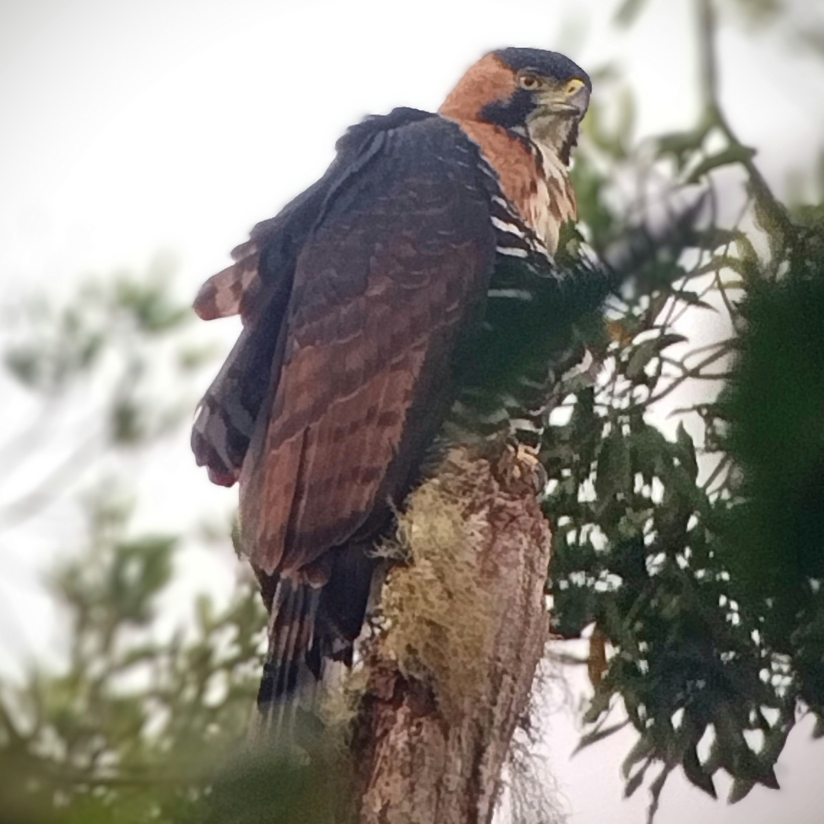 Ornate Hawk-Eagle - ML574401791