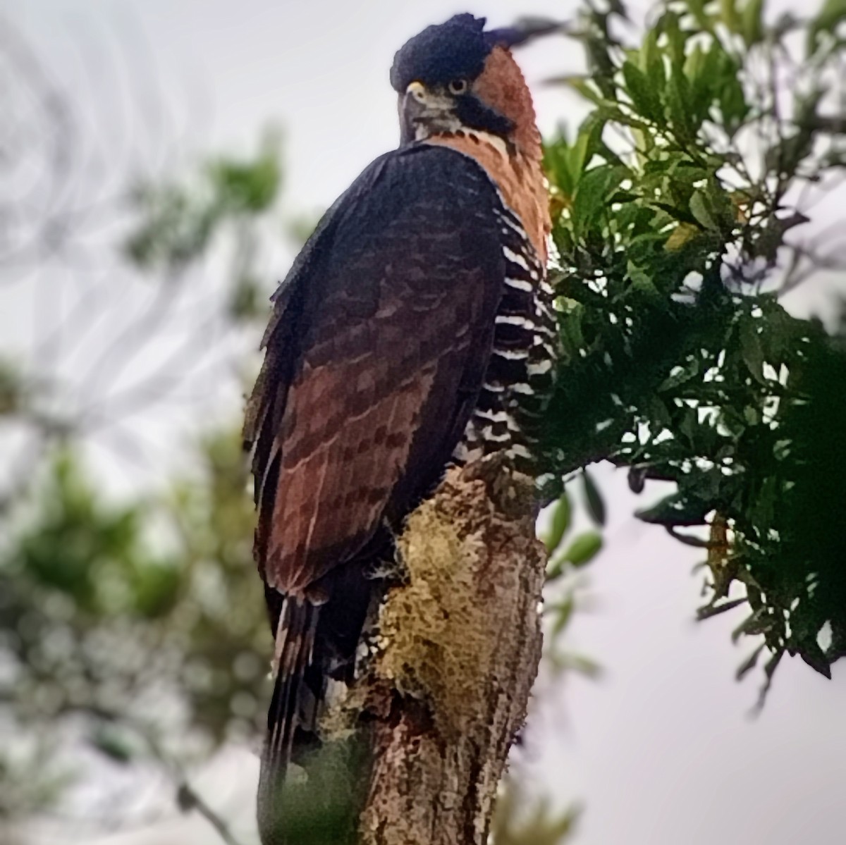 Ornate Hawk-Eagle - ML574401801