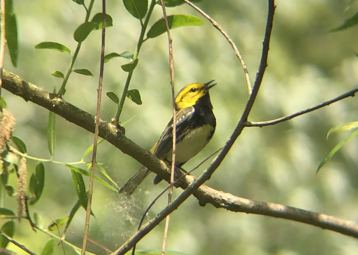 Black-throated Green Warbler - ML574402301