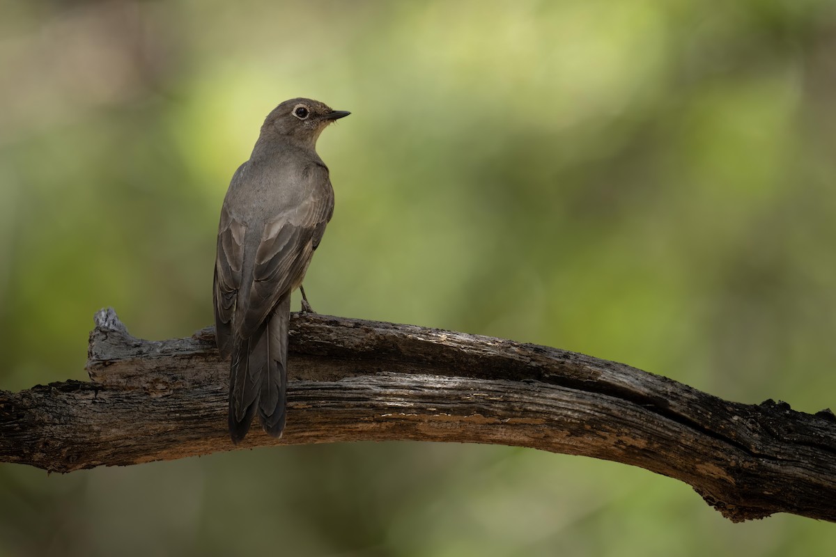 Townsend's Solitaire - ML574403201