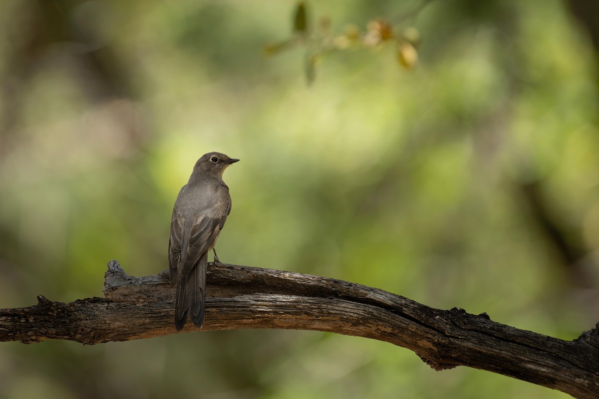 Townsend's Solitaire - ML574403221