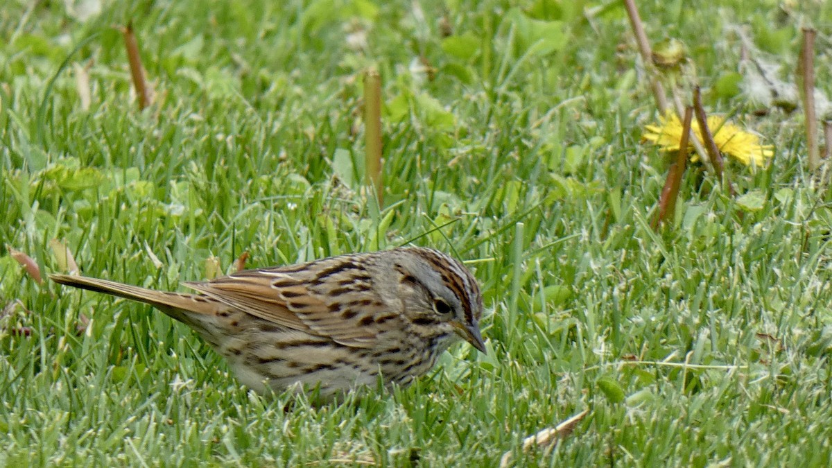 Lincoln's Sparrow - Andy Brown