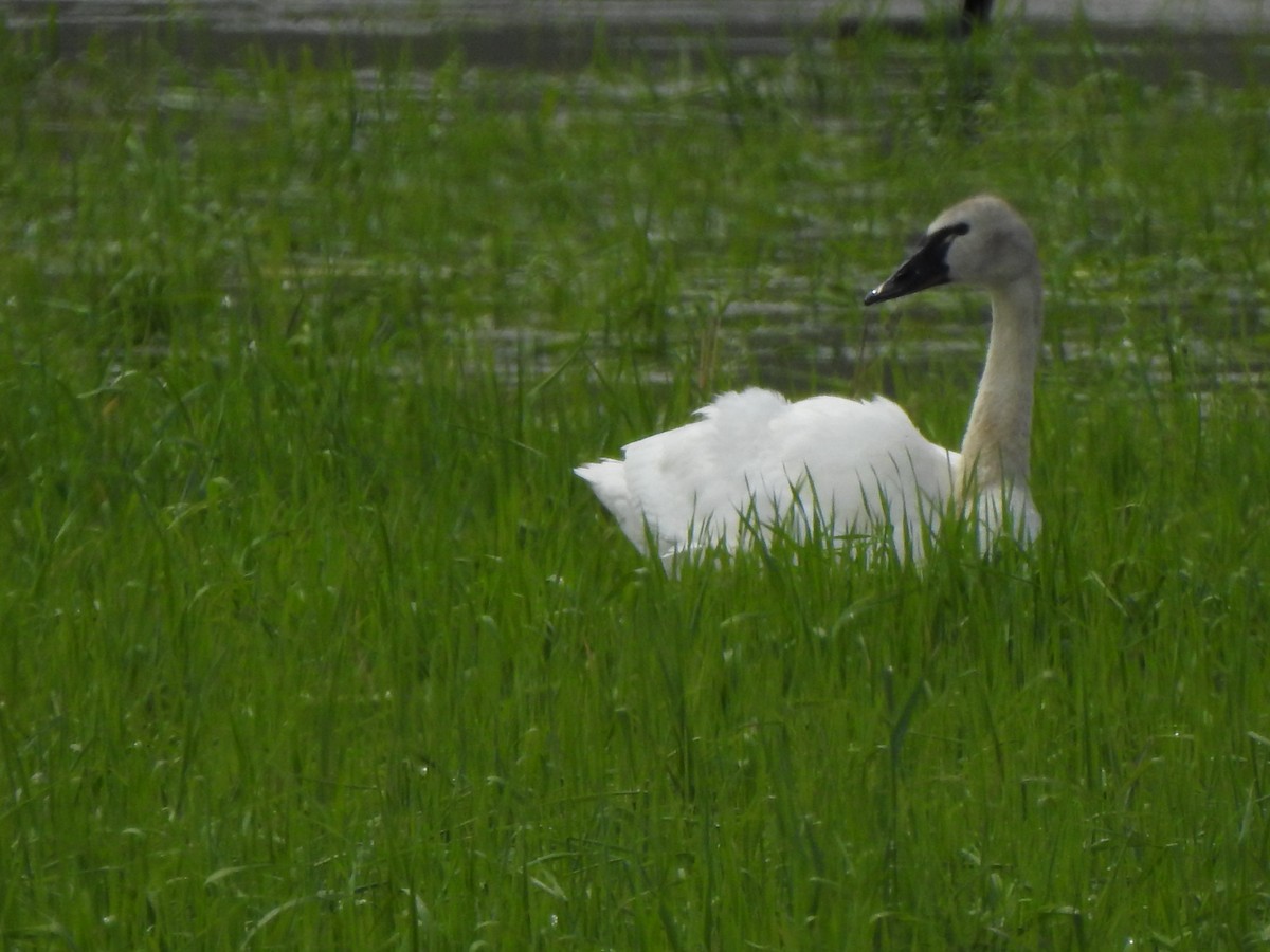 Tundra Swan - ML574403541