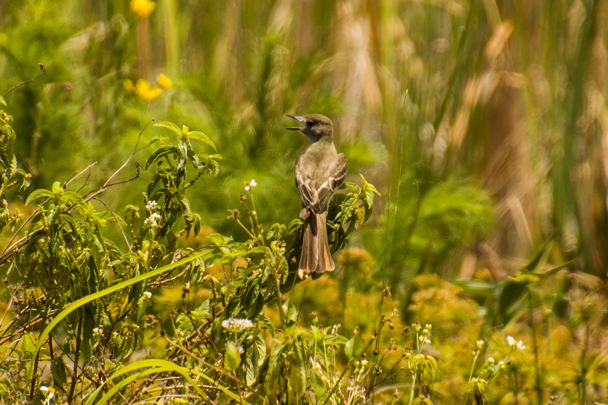 Great Crested Flycatcher - ML574403631