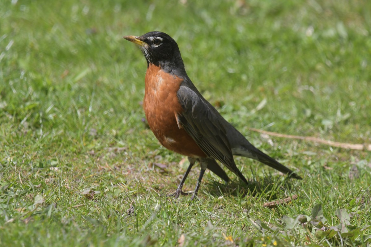 American Robin - David Drews