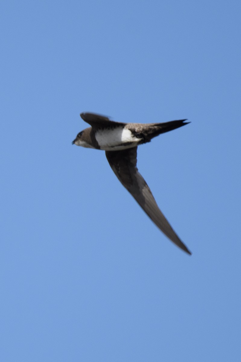 Alpine Swift - ML574404921