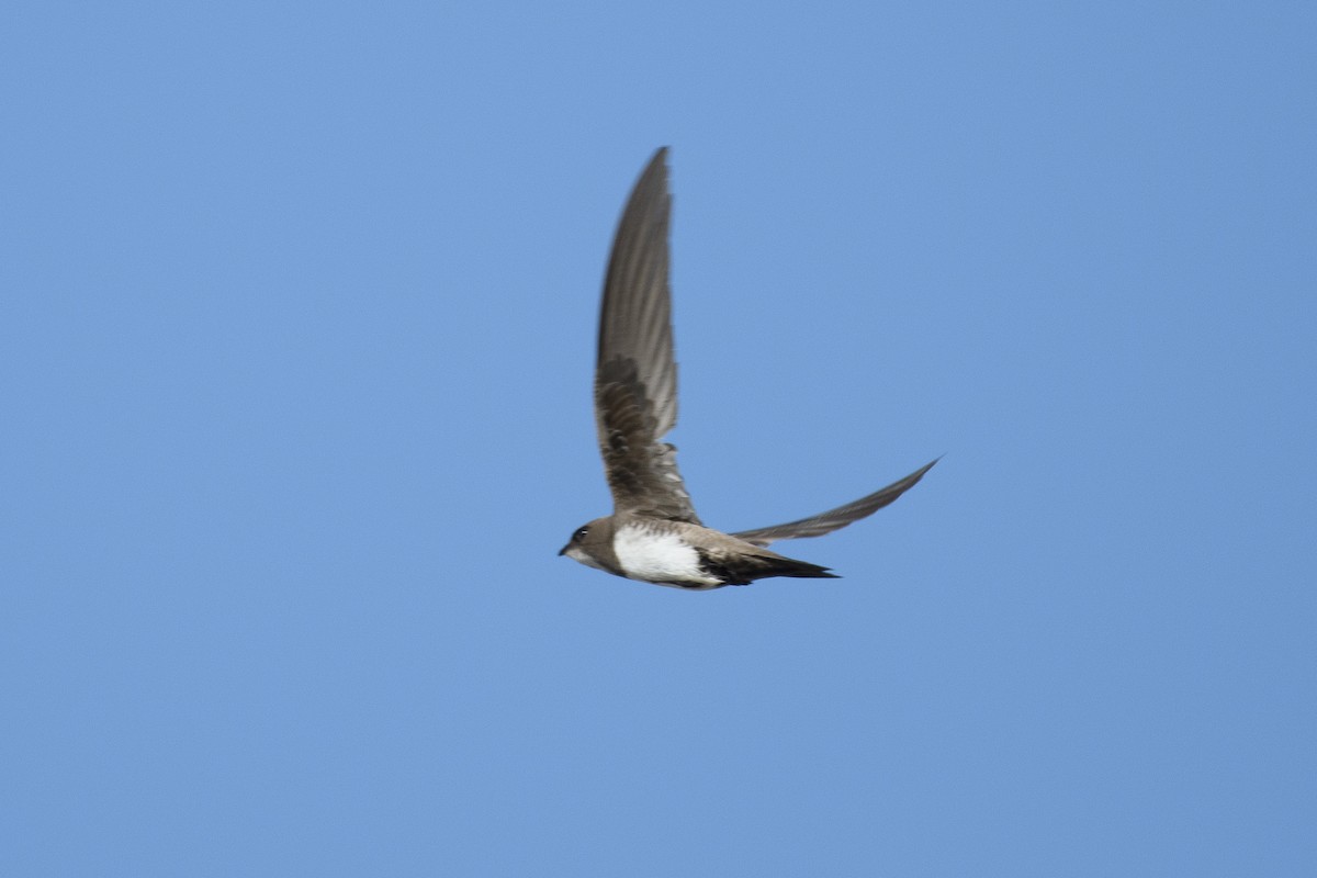 Alpine Swift - ML574404931