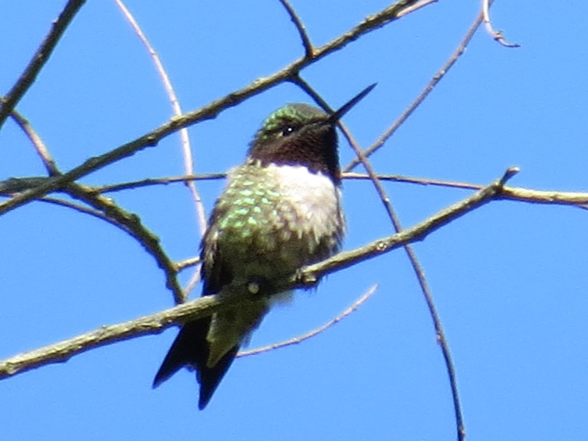 Ruby-throated Hummingbird - ML57440521
