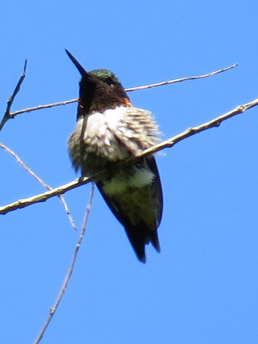 Ruby-throated Hummingbird - ML57440531