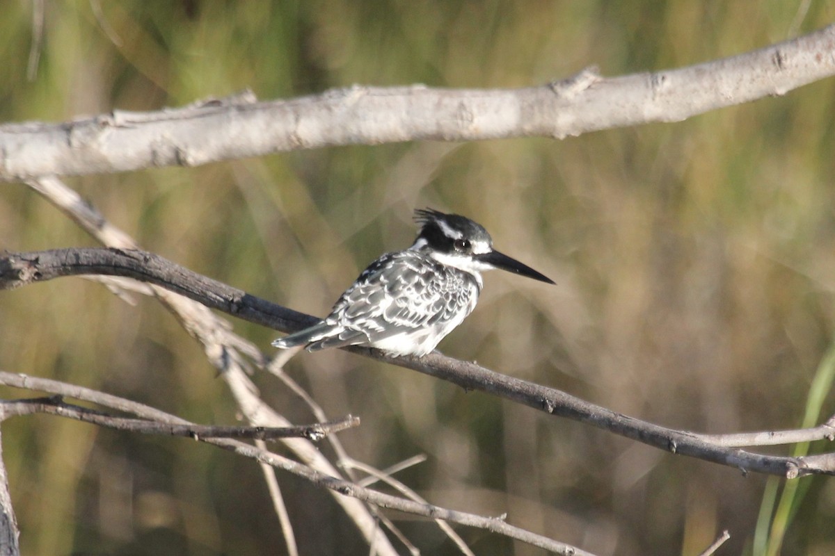 Pied Kingfisher - ML574409341