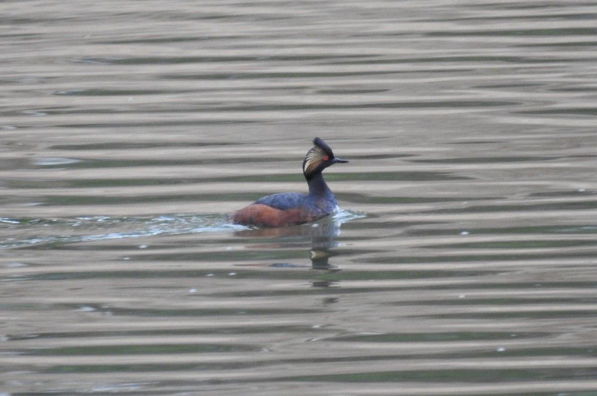 Eared Grebe - Daniel Horton