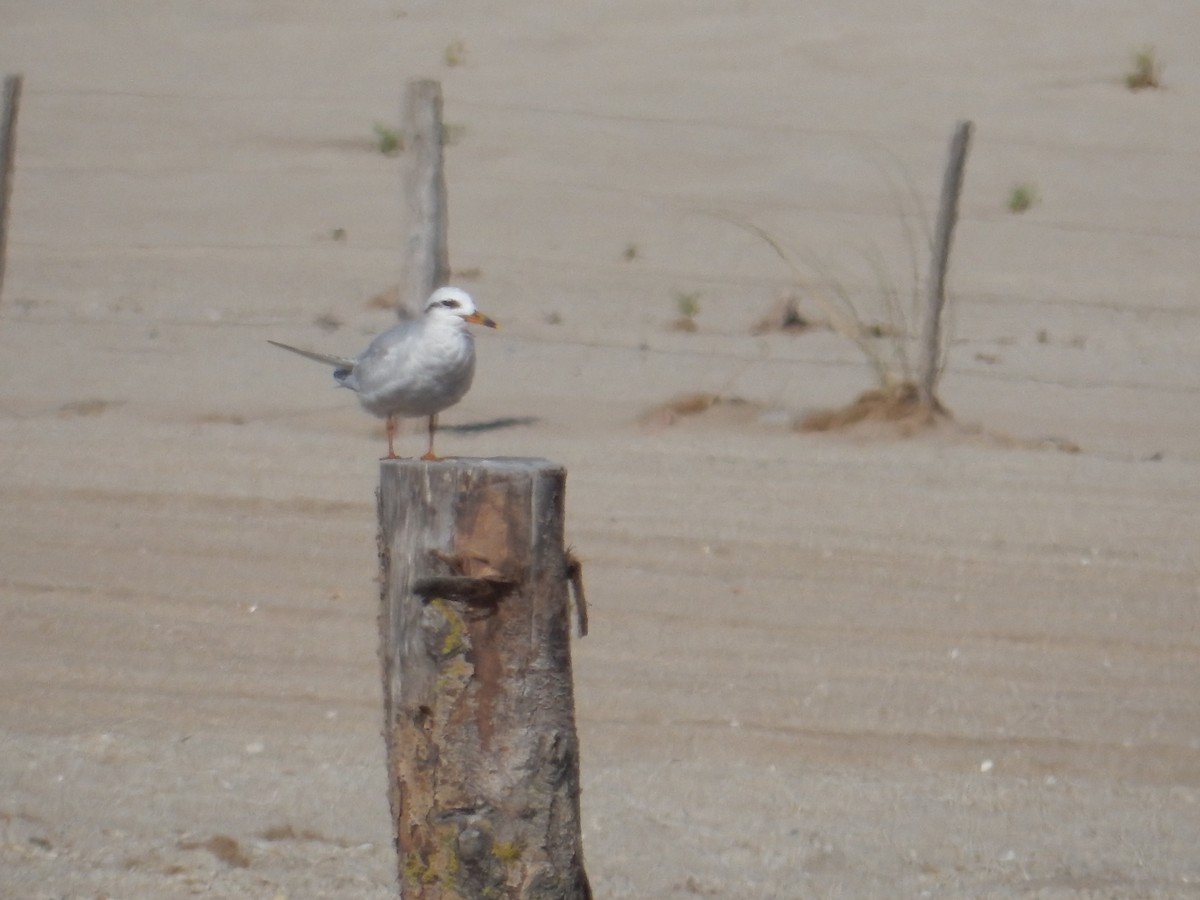 Snowy-crowned Tern - lucas krasmanski