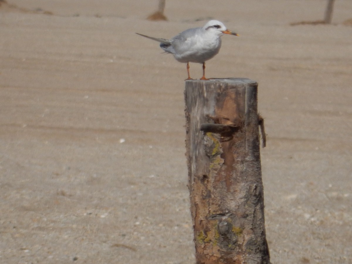 Snowy-crowned Tern - lucas krasmanski