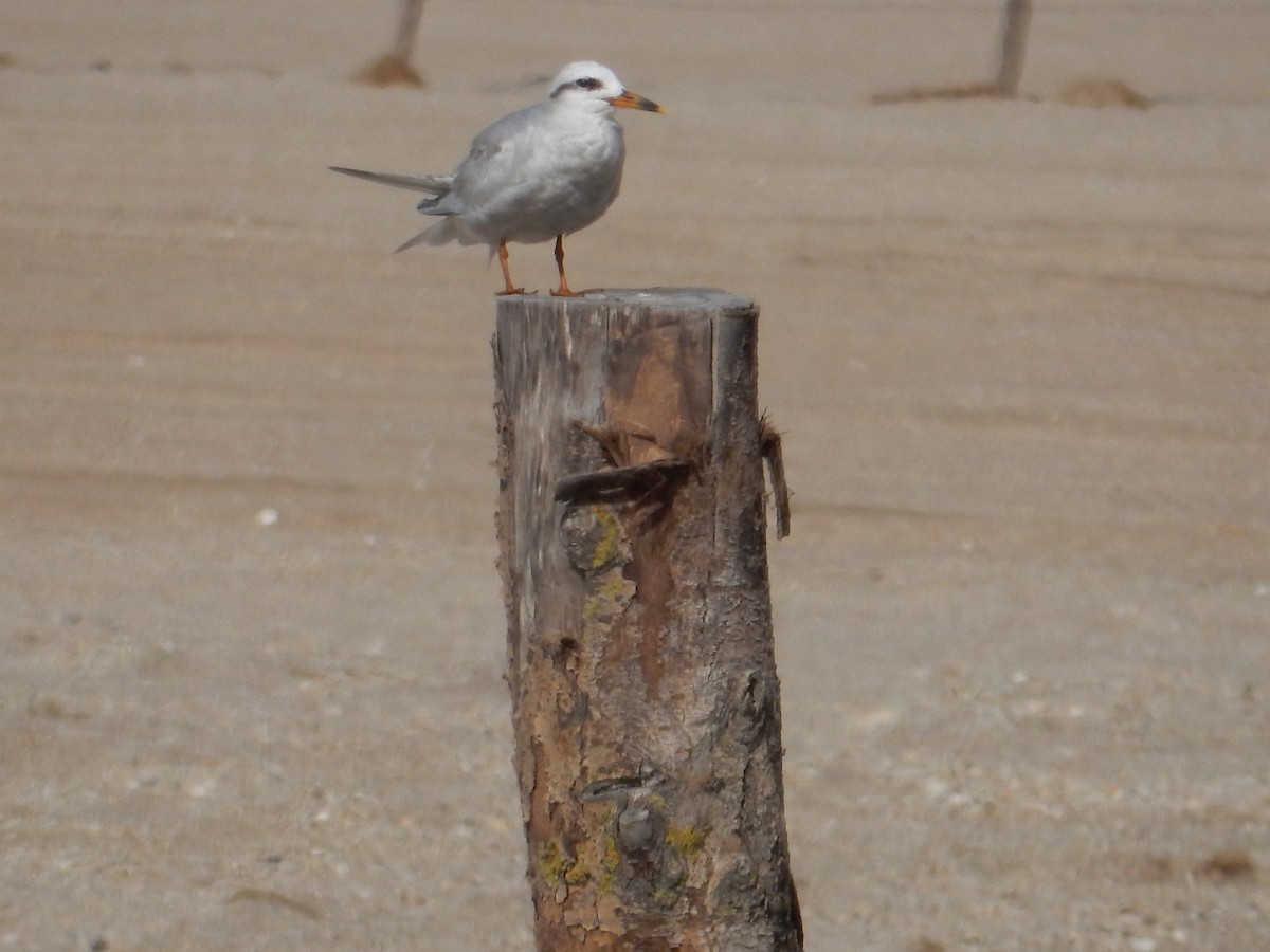 Snowy-crowned Tern - lucas krasmanski