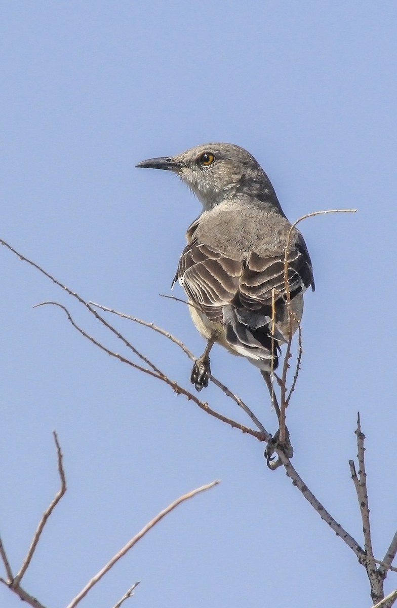 Northern Mockingbird - ML57441081