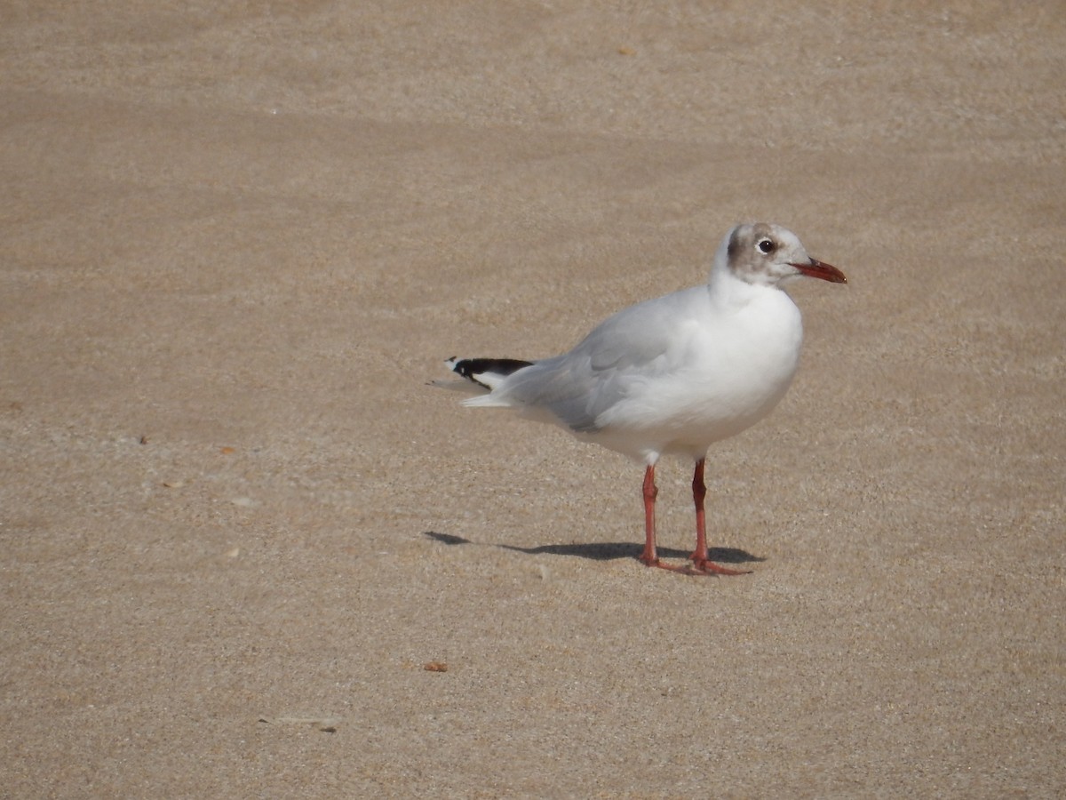 Brown-hooded Gull - ML574411331