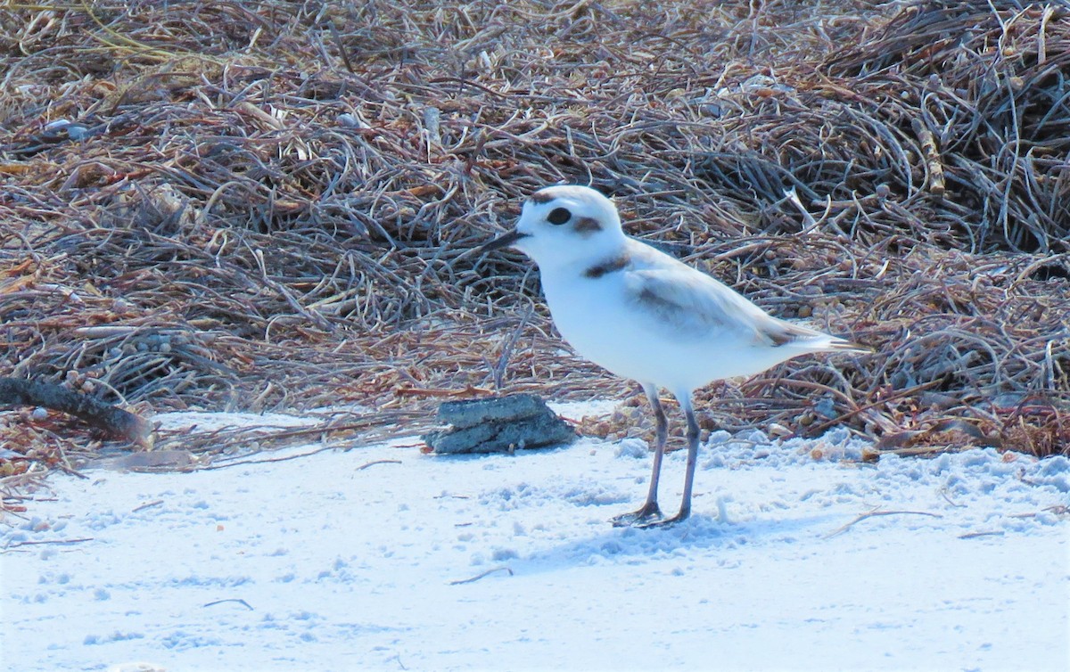 Snowy Plover (nivosus) - ML574411851