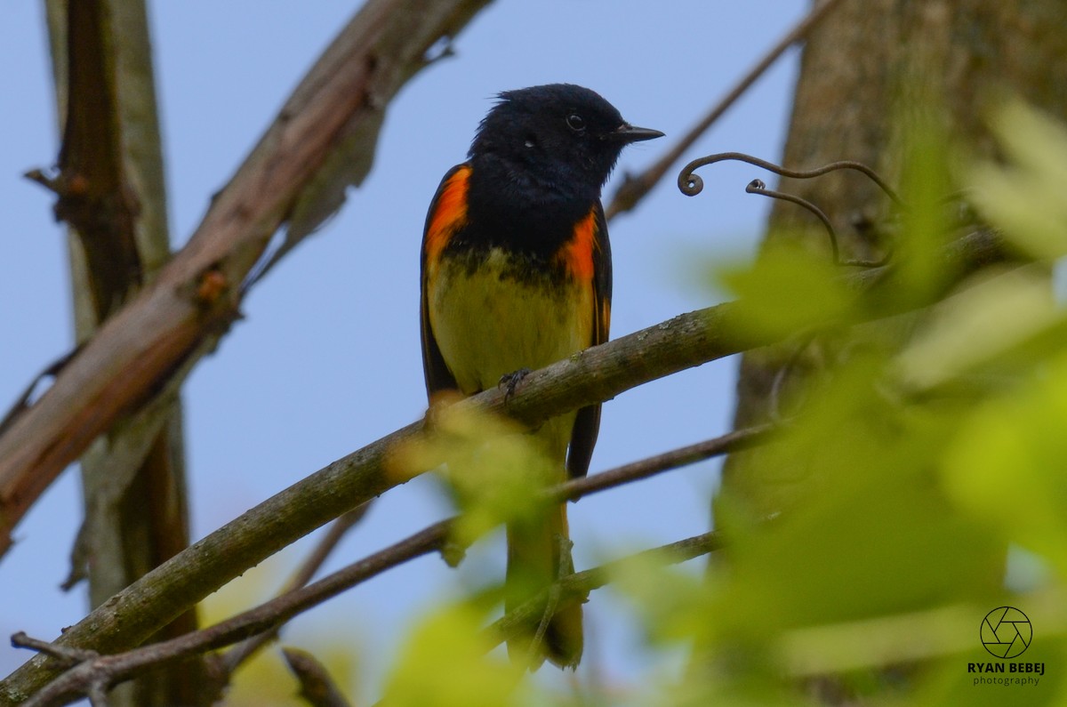 American Redstart - ML574413961