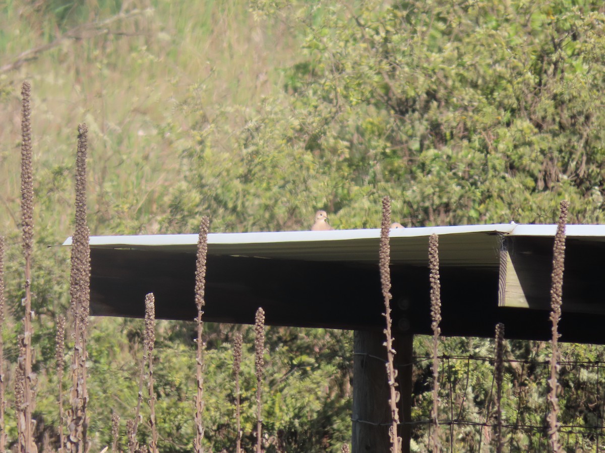 Mourning Dove - ML574414471